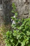 Clinopodium spruneri