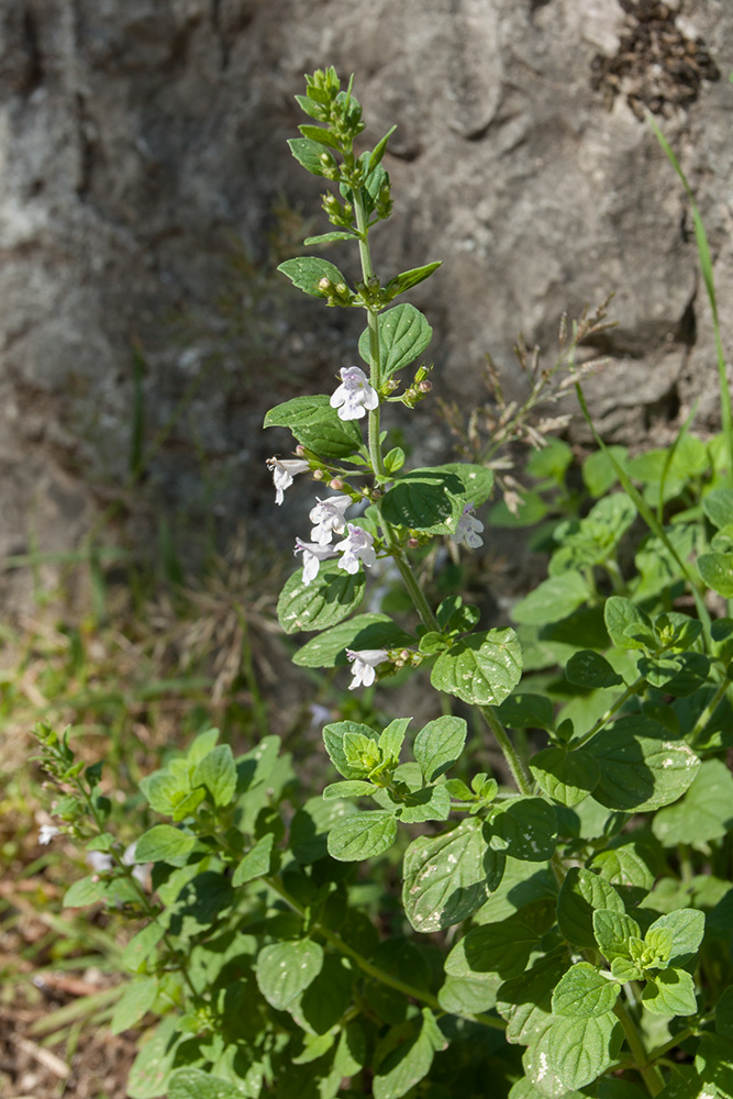 Image of Clinopodium spruneri specimen.