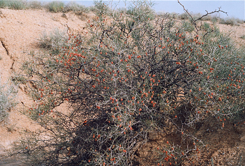 Image of Calligonum junceum specimen.