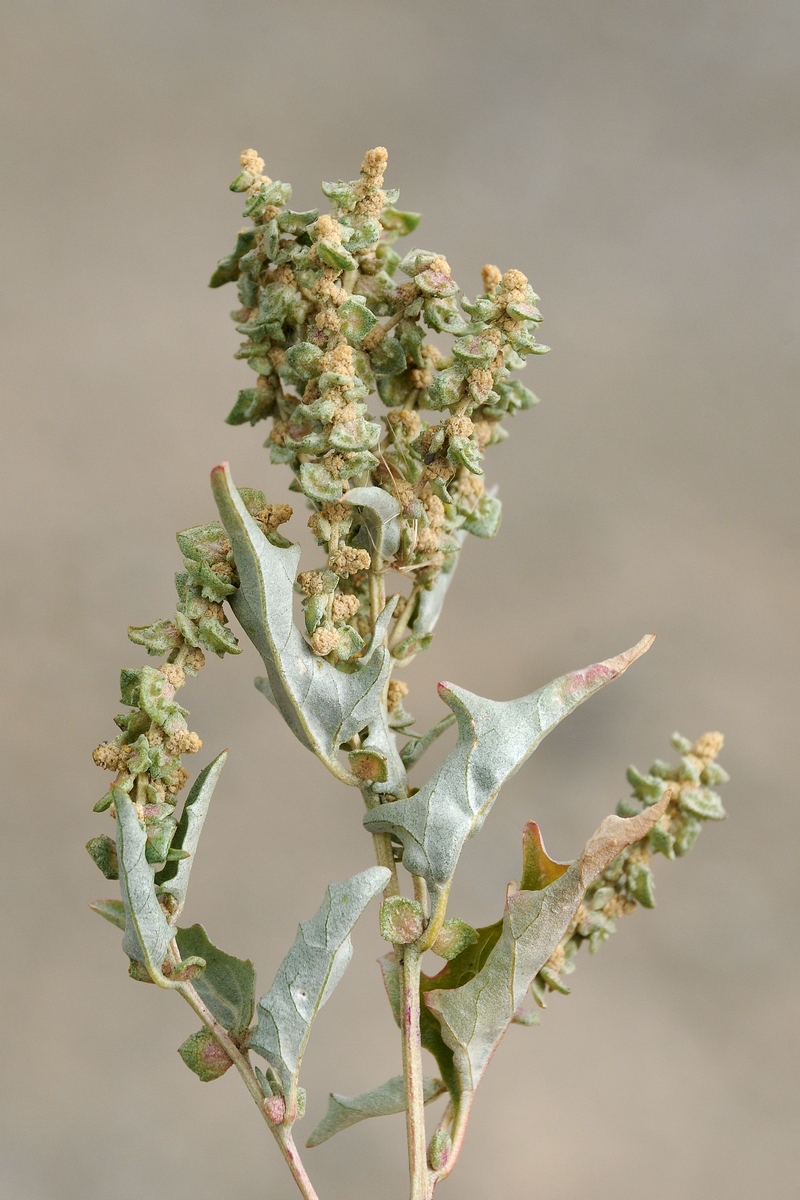 Image of genus Atriplex specimen.