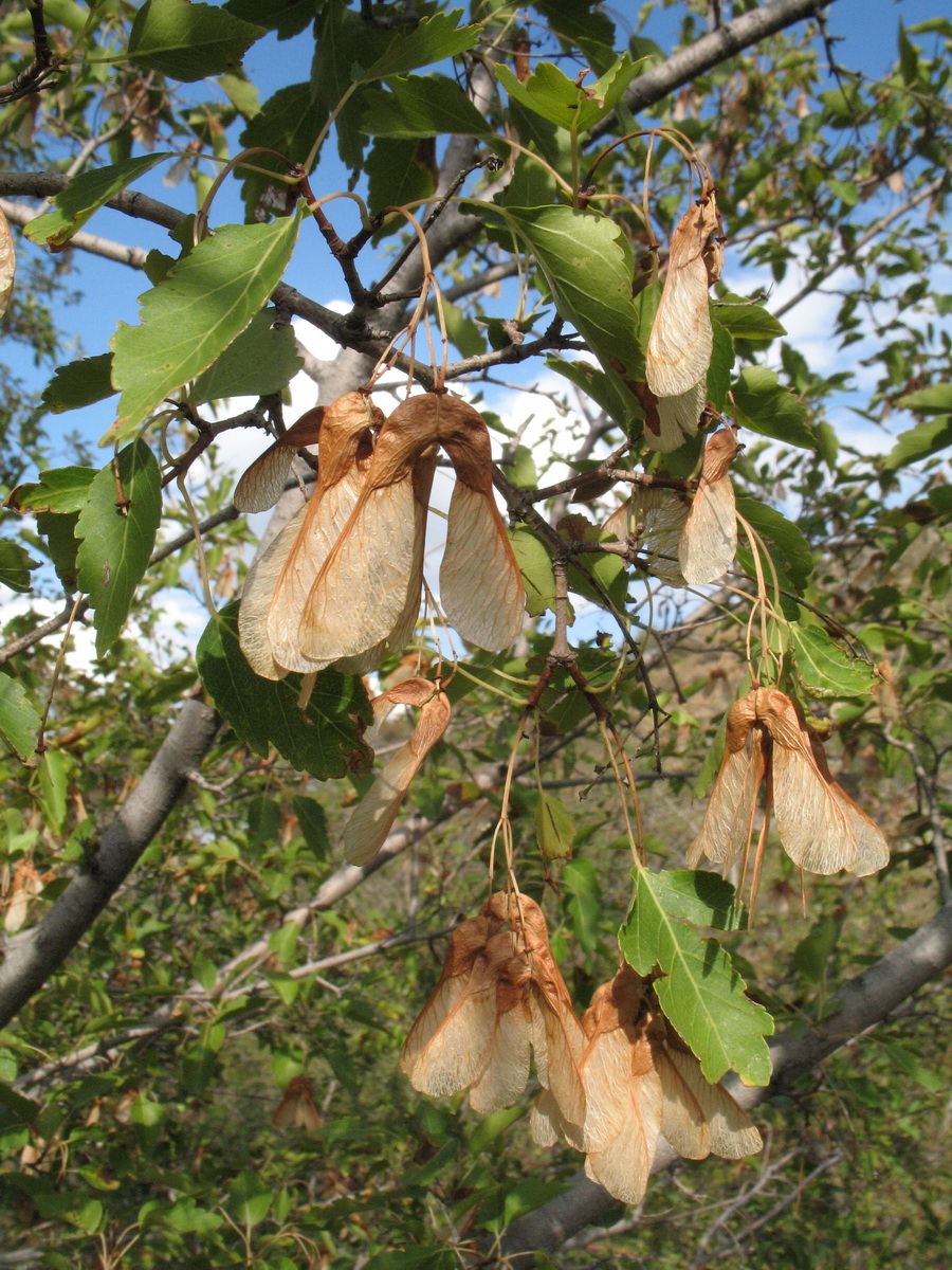 Image of Acer semenovii specimen.