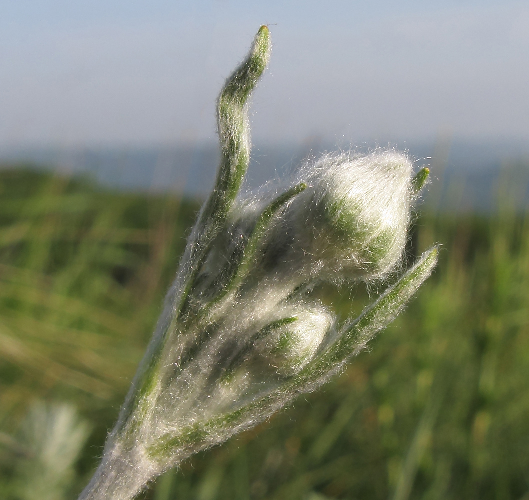 Image of Ranunculus illyricus specimen.