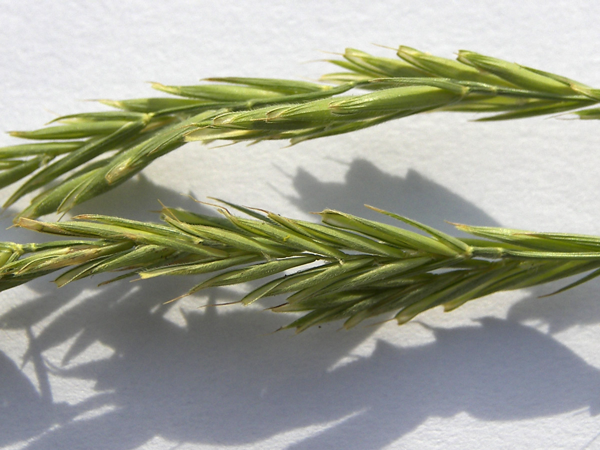 Image of Brachypodium pinnatum specimen.