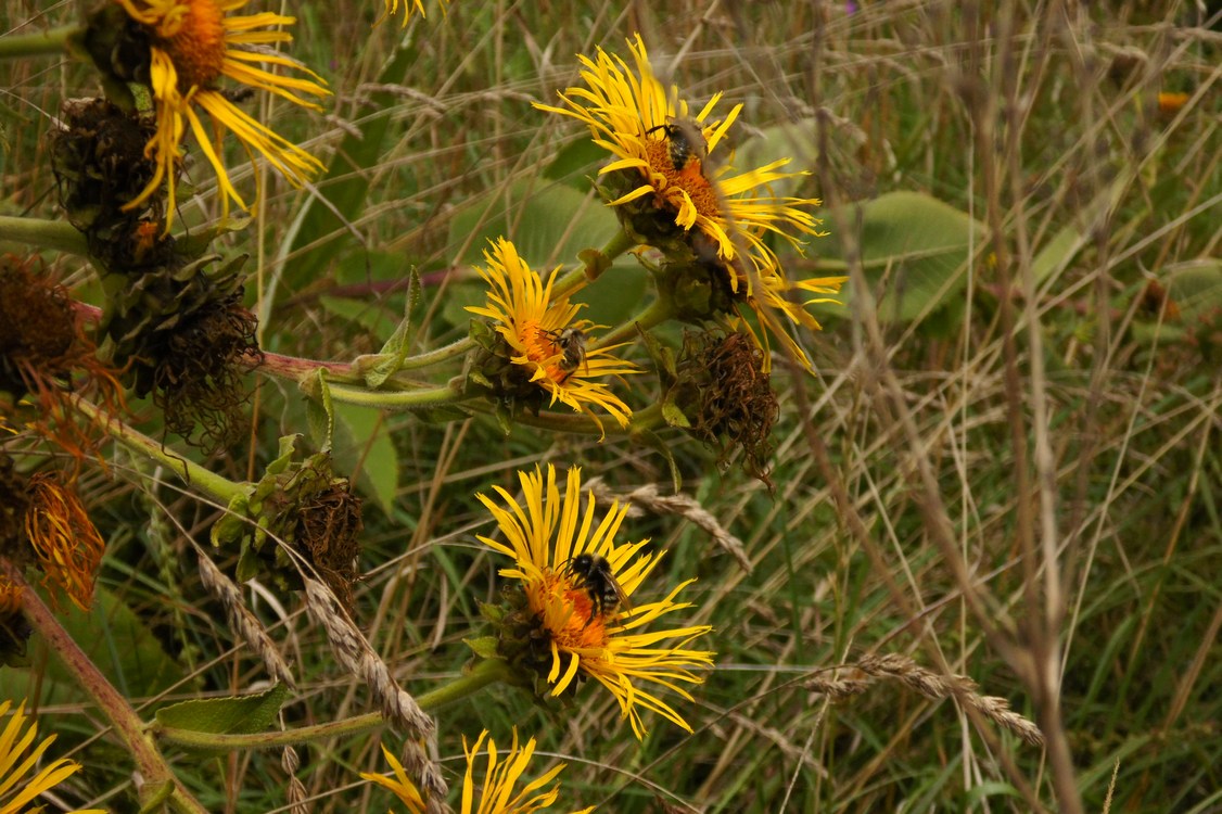 Изображение особи Inula helenium.