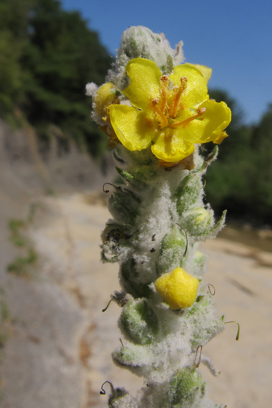 Image of Verbascum gnaphalodes specimen.