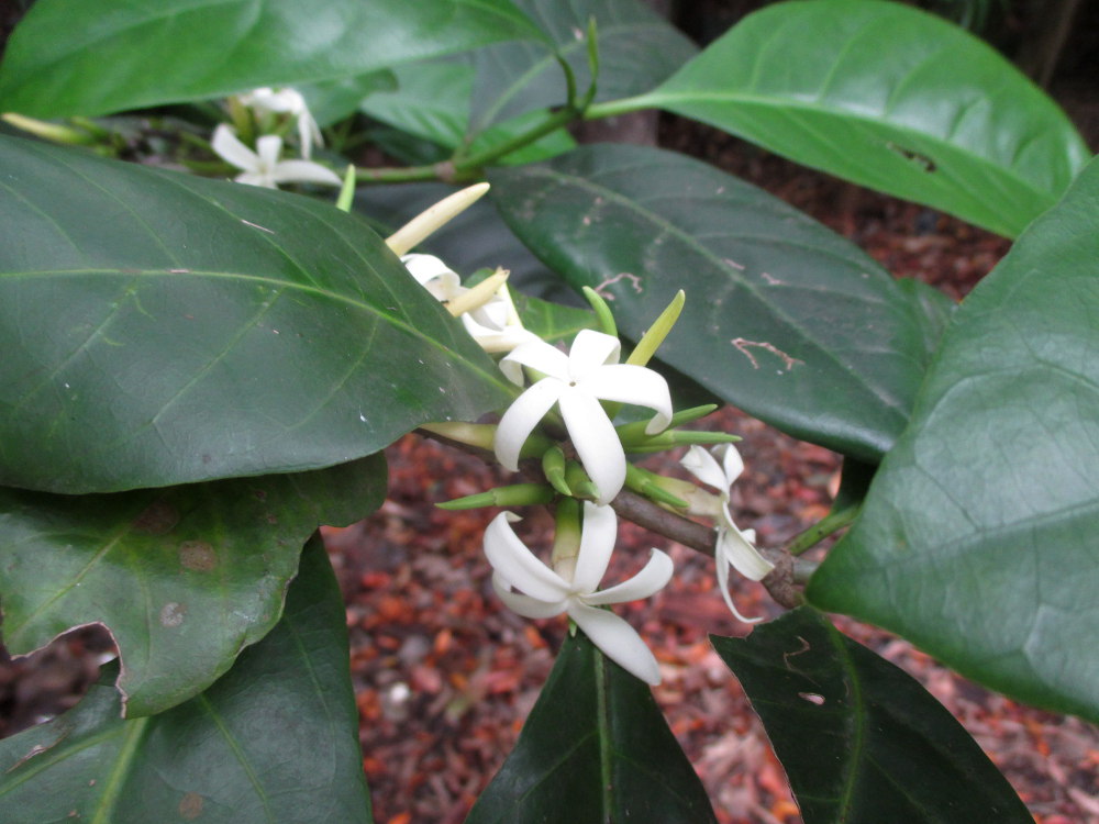 Image of Atractocarpus sessilis specimen.