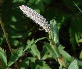 Bistorta officinalis