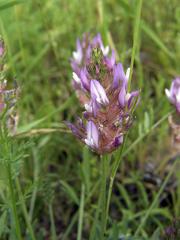 Image of Astragalus pseudonobilis specimen.