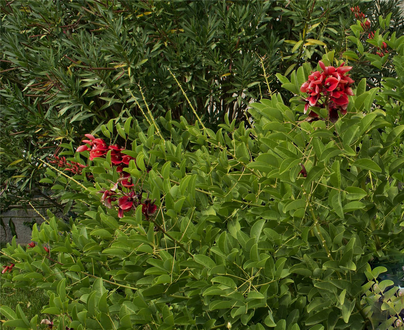 Image of Erythrina crista-galli specimen.