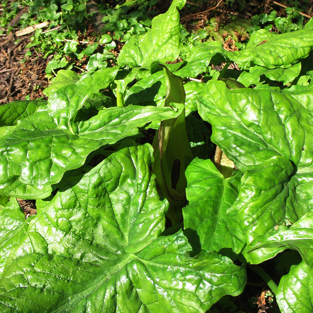 Изображение особи Arum maculatum.