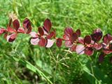 Berberis thunbergii