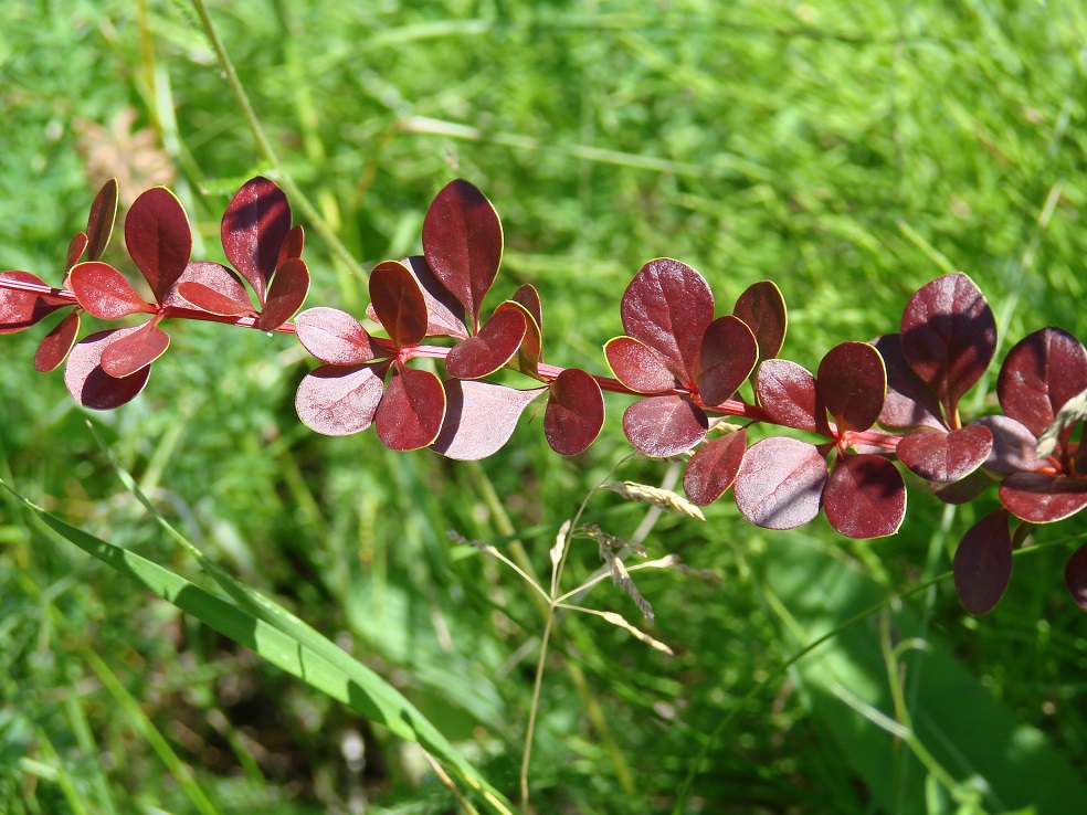 Изображение особи Berberis thunbergii.