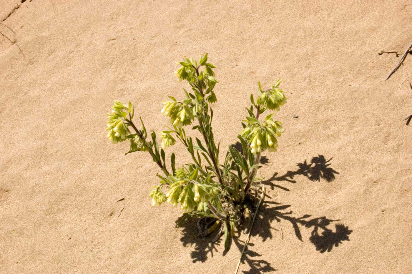 Изображение особи Onosma transrhymnensis.
