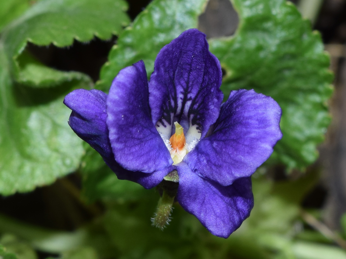 Image of Viola odorata specimen.