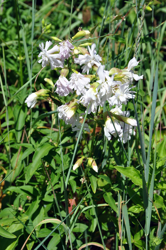 Изображение особи Saponaria officinalis.