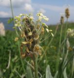 Plantago atrata. Соцветие. Адыгея, Кавказский биосферный заповедник, гора Гузерипль, низкотравный субальпийский луг на склоне горы ближе к вершине, выс. ≈ 2100 м н.у.м. 26.07.2015.