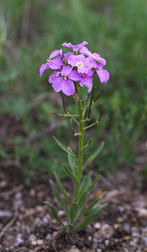 Image of Clausia aprica specimen.