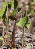 Brunnera sibirica. Развернувшиеся прикорневые листья. Мурманск, МГГУ, в культуре. 19.05.2015.