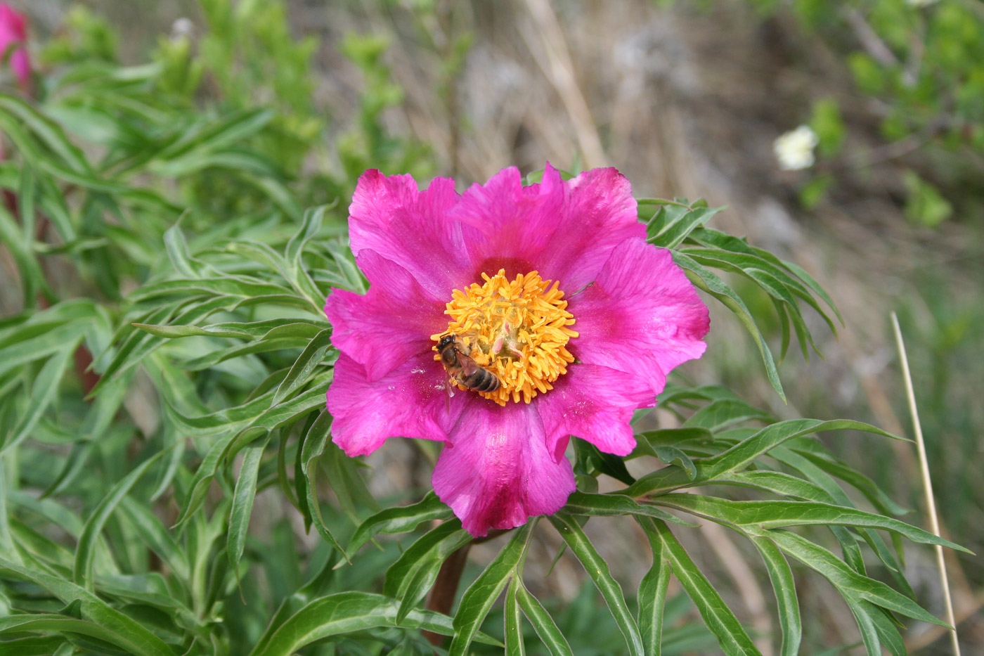 Image of Paeonia hybrida specimen.