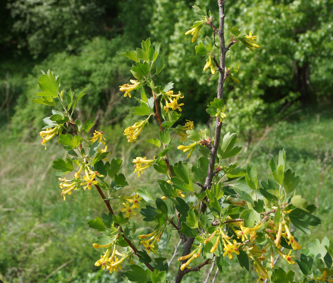 Изображение особи Ribes aureum.