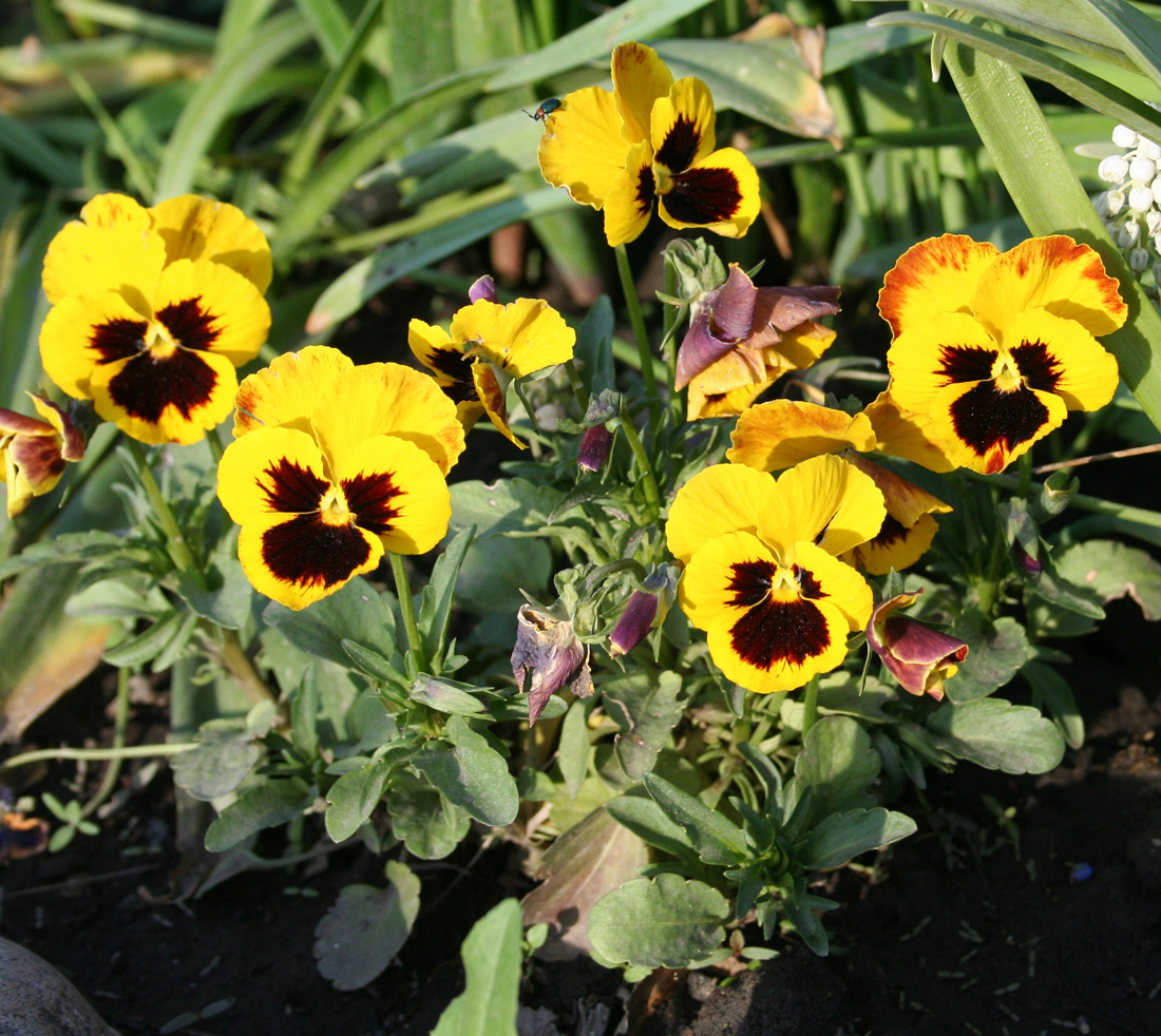 Image of Viola wittrockiana specimen.