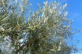 Olea europaea. Ветви плодоносящего дерева. Монако, Ларвотто, променад Ларвотто, в культуре. 23.07.2014.