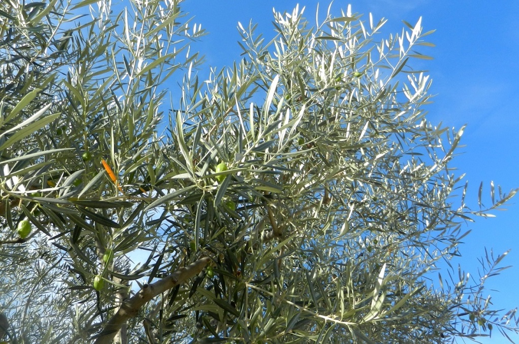 Image of Olea europaea specimen.