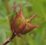 Image of taxon representative. Author is Тамара Риб