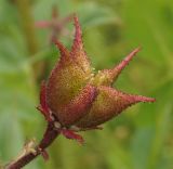 Dictamnus angustifolius