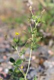 Medicago lupulina. Верхушка цветущего и плодоносящего растения. Ленинградская обл., Ломоносовский р-н, окр. дер. Низино, обочина щебёночной дороги. 12.09.2015.