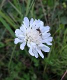 Knautia arvensis. Соцветие с кормящейся пчелой Halictus sp. Ярославская обл., Переславский р-н, национальный парк «Плещеево озеро», подножие Александровой горы. 15.08.2015.