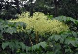 Aralia elata. Верхушка побега с соцветием. Приморье, Лазовский р-н, окр. села Чистоводное, опушка смешанного леса. 10.08.2015.