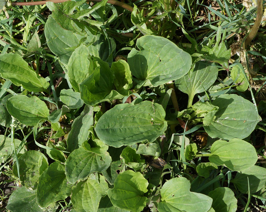 Изображение особи Plantago major.