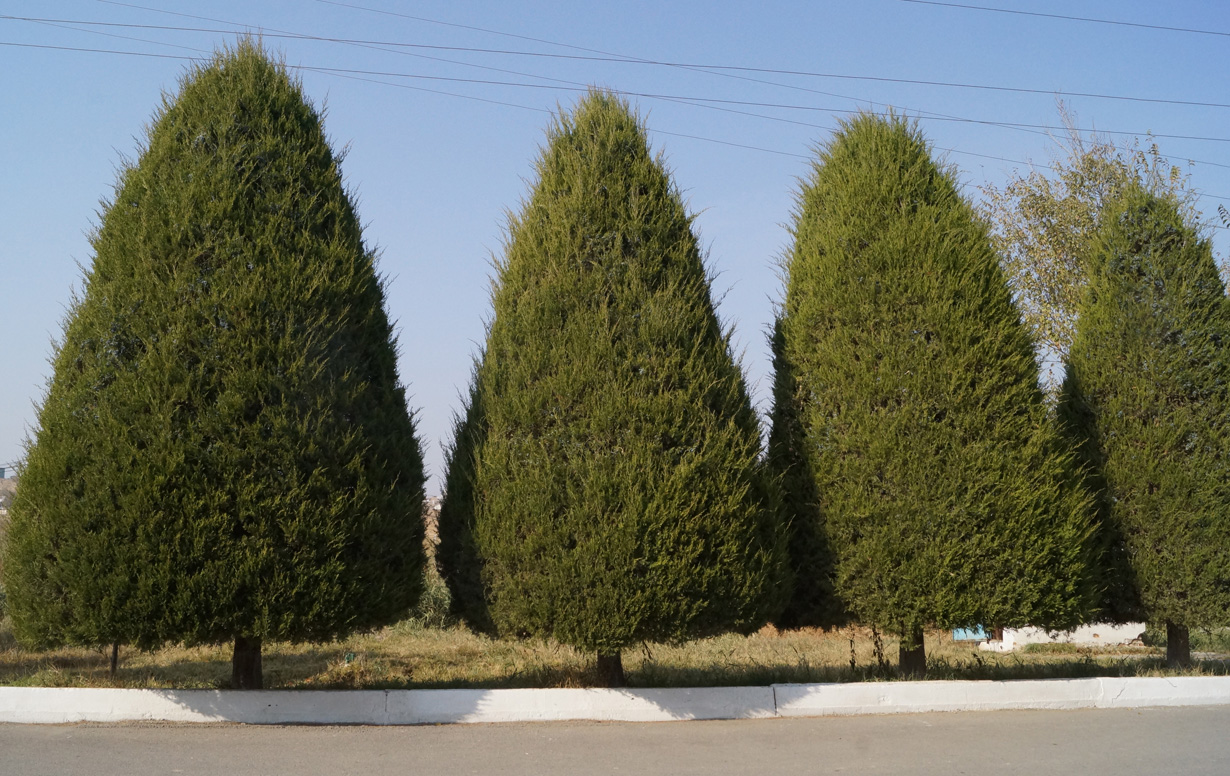 Image of Juniperus virginiana specimen.