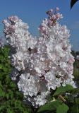 Syringa vulgaris