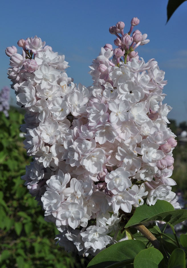 Изображение особи Syringa vulgaris.