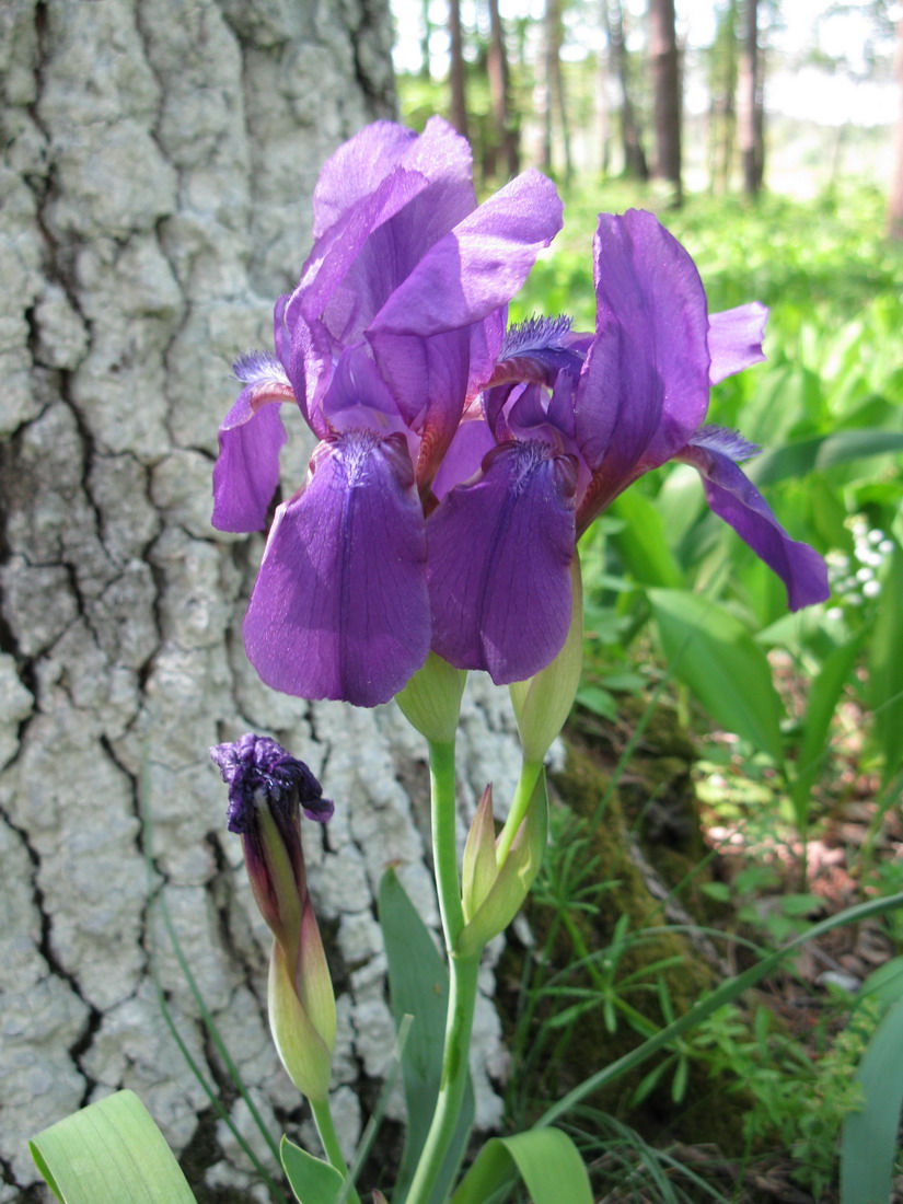 Изображение особи Iris aphylla.