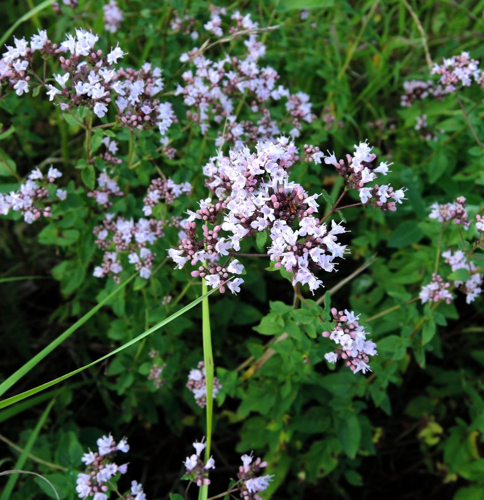 Изображение особи Origanum vulgare.