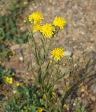 Crepis tectorum. Верхушка цветущего растения. Иркутская обл., Ольхонский р-н, побережье оз. Байкал, окр. базы Чара. 25.06.2014.