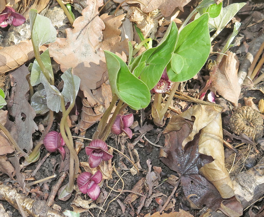 Изображение особи Asarum sieboldii.