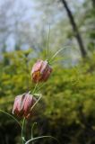 Fritillaria ferganensis