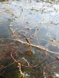 Myriophyllum spicatum