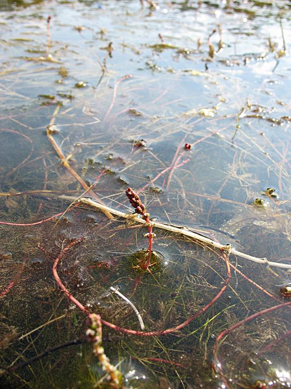 Изображение особи Myriophyllum spicatum.