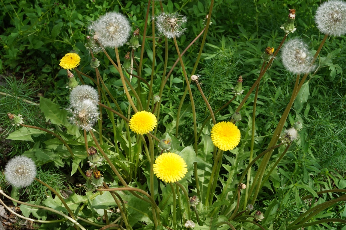 Изображение особи род Taraxacum.