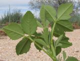 род Melilotus