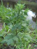 Artemisia vulgaris. Вегетирующее растение. Московская обл., г. Клин, берег р. Сестры. 24.05.2016.