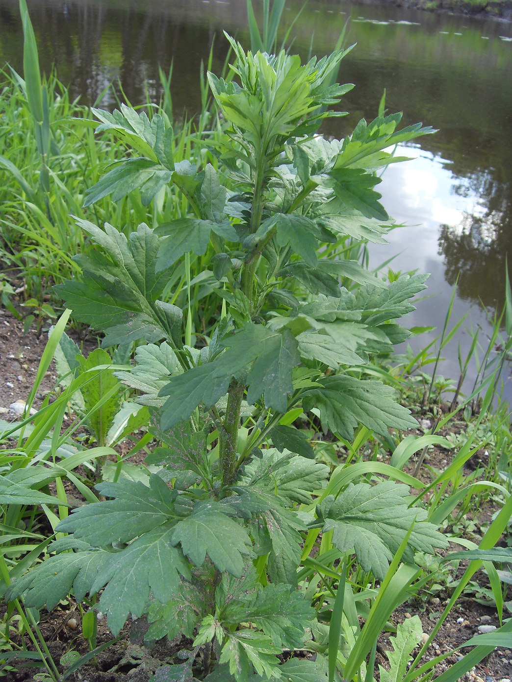 Изображение особи Artemisia vulgaris.