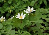 Sanguinaria canadensis. Верхушка цветущего растения. Москва, ботанический сад МГУ \"Аптекарский огород\", в культуре. 02.05.2016.