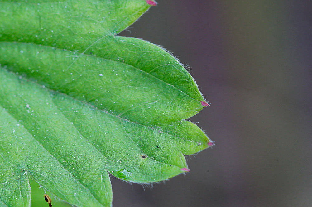 Изображение особи Fragaria vesca.