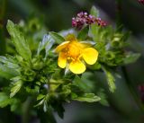 Potentilla intermedia. Верхушка побега с цветком и бутонами. Московская обл., Раменский р-н, окр. ж.-д. платформы Хрипань, смешанный лес у ЛЭП. 13.06.2016.